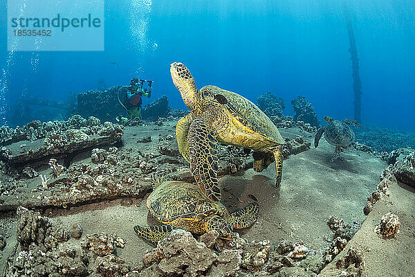 Grüne Meeresschildkröten (Chelonia mydas) und ein Taucher mit einer Kamera über den Überresten von Mala Wharf  Maui  Hawaii  USA; Maui  Hawaii  Vereinigte Staaten von Amerika