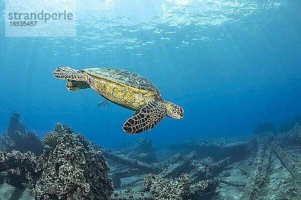 Die Grüne Meeresschildkröte (Chelonia mydas)  eine vom Aussterben bedrohte Art  bahnt sich ihren Weg über riesige Betonplatten der eingestürzten Mala Wharf vor Lahaina  Maui  Hawaii  USA; Maui  Hawaii  Vereinigte Staaten von Amerika