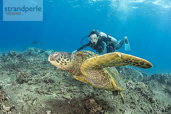 Taucher und Grüne Meeresschildkröte (Chelonia mydas) in Hawaii  USA. Dieser Winkel zeigt die Klaue an der Vorderflosse  mit der sich das Weibchen bei der Paarung am Panzer festhält; Hawaii  Vereinigte Staaten von Amerika