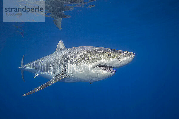 Dieser Weiße Hai (Carcharodon carcharias) wurde vor der Insel Guadalupe in Mexiko fotografiert; Mexiko