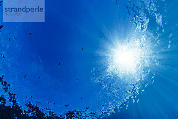 Ruhiger Tag von unter Wasser mit Blick auf die Oberfläche des Pazifischen Ozeans  Hawaii  USA; Hawaii  Vereinigte Staaten von Amerika