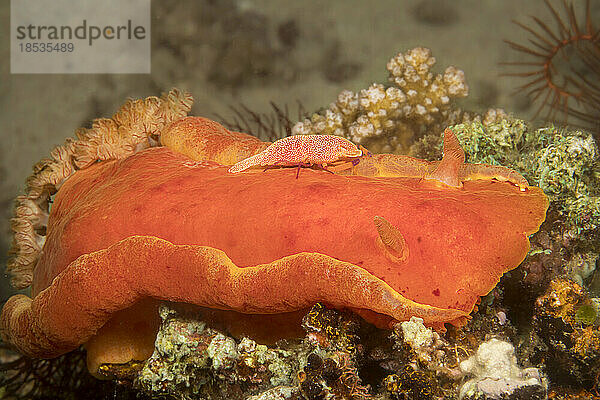 Eine Kaisergarnele (Periclimenes imperator)  fotografiert bei Nacht auf der Spanischen Tänzerin (Hexabranchus sanguineus)  die ihr Zuhause ist; Philippinen