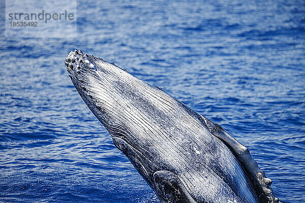 Brütendes Buckelwal-Kalb (Megaptera novaeangliae) Hawaii  USA. Dieses Kalb wurde in der Saison 2021 auf Hawaii geboren. Die Hawaii-Inseln sind die wichtigsten Winterbrutgebiete für die Buckelwalpopulation im Nordpazifik; Hawaii  Vereinigte Staaten von Amerika