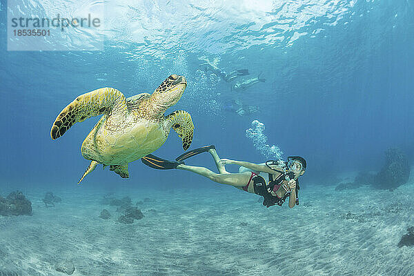 Taucherinnen im Bikini und eine Grüne Meeresschildkröte (Chelonia mydas); Hawaii  Vereinigte Staaten von Amerika