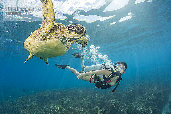 Taucher und Grüne Meeresschildkröte (Chelonia mydas); Hawaii  Vereinigte Staaten von Amerika