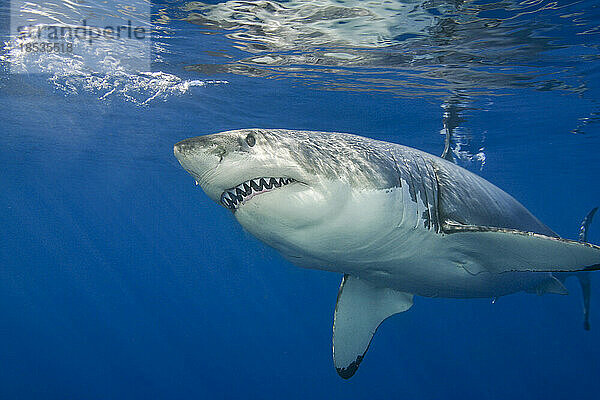 Dieser Weiße Hai (Carcharodon carcharias) wurde vor der Insel Guadalupe  Mexiko  fotografiert; Guadalupe Island  Mexiko