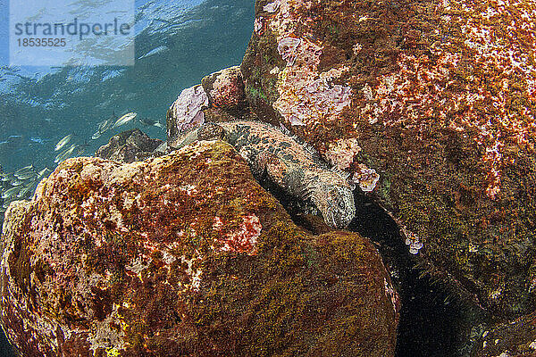 Dieser Meeresleguan (Amblyrhynchus cristatus) versteckt sich in einer Felsspalte  um sich von einem Algenfleck zu ernähren; Santa-Fe-Inseln  Galapagos-Inseln  Ecuador