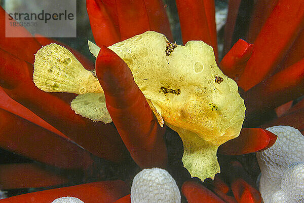 Junger Commerson's Anglerfisch (Antennarius commersoni) auf einem Schiefer-Bleistift-Seeigel (Heterocentrotus mammillatus); Hawaii  Vereinigte Staaten von Amerika