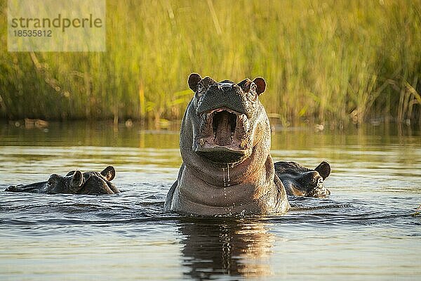 Flusspferd (Hippopotamus amphibious)  herausfordernd mit offenem Maul im Kwando Fluss. Bwabwata Nationalpark  Namibia  Afrika