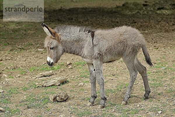 Hausesel (Equus asinus asinus)  Fohlen  Rheinland-Pfalz  Deutschland  Europa