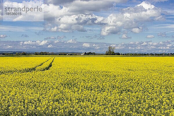 Blühendes Rapsfeld (Brassica napus) mit Spuren von Traktorrädern und im Hintergrund ein blauer Himmel mit weißen Wolken  Ingerkingen  Baden-Württemberg  Deutschland  Europa
