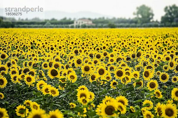 Sonnenblumenfeld  bei Piombino  Provinz Livorno  Toskana  Italien  Europa