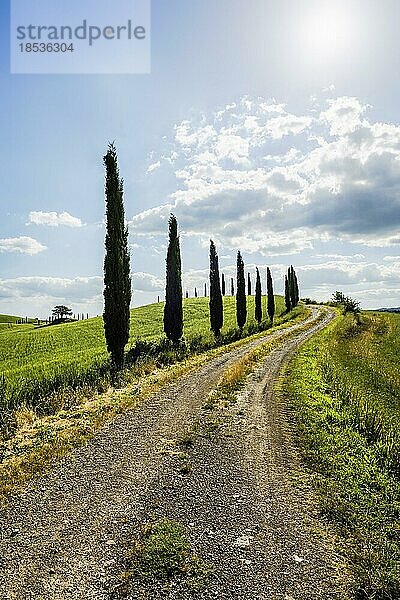 Weg mit Zypressen  Val d' Orcia  Orcia-Tal  UNESCO-Weltkulturerbe  Provinz Siena  Toskana  Italien  Europa