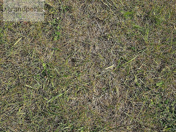 Grünes Gras Textur Hintergrund