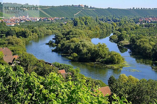 Weinberg am Main bei Köhler  links Escherndorf und rechts Nordheim am Main  Mainfranken  Unterfranken  Franken  Bayern  Deutschland  Europa