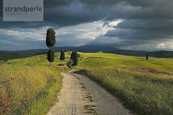 Feldweg und Zypressen  bei Pienza  Val d' Orcia  Orcia-Tal  UNESCO-Weltkulturerbe  Provinz Siena  Toskana  Italien  Europa