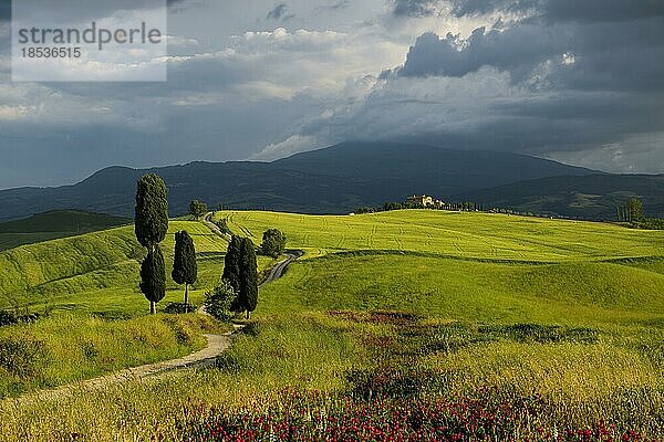 Feldweg und Zypressen  bei Pienza  Val d' Orcia  Orcia-Tal  UNESCO-Weltkulturerbe  Provinz Siena  Toskana  Italien  Europa