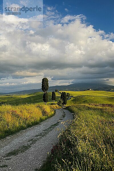 Feldweg und Zypressen  bei Pienza  Val d' Orcia  Orcia-Tal  UNESCO-Weltkulturerbe  Provinz Siena  Toskana  Italien  Europa