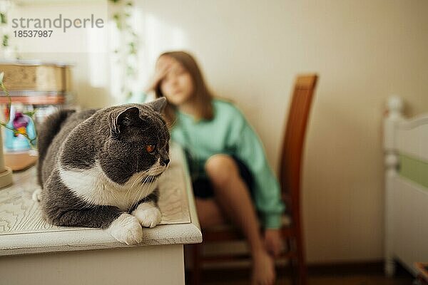 Nahaufnahme einer gut gepflegten niedlichen Hauskatze. Haustier sitzt auf dem Tisch im Schlafzimmer. Blur defokussiert weißen Teenagermädchen als Hintergrund. Kopieren Raum