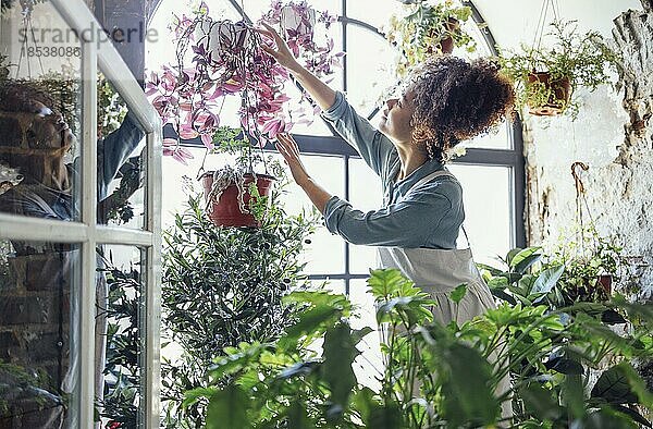 Glückliche Pflanze Dame. Junge afroamerikanische Frau Pflanzenliebhaberin  die sich um eine Zimmerpflanze kümmert. Mädchen bewässert eine Topfpflanze mit glücklichem Lächeln