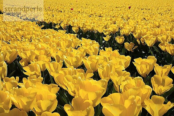 Gelbes Tulpenfeld in den Niederlanden