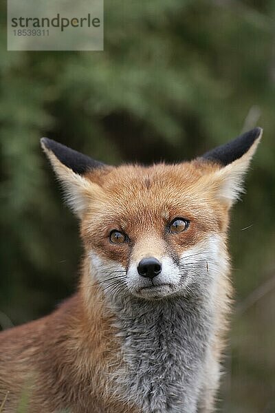 Rotfuchs (Vulpes vulpes) erwachsenes Tier Kopf Portrait  Surrey  England  Großbritannien  Europa