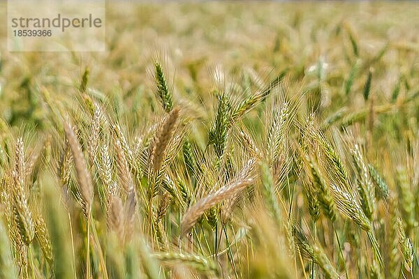 Weizenfelder in der sonnenverwöhnten BioFerne