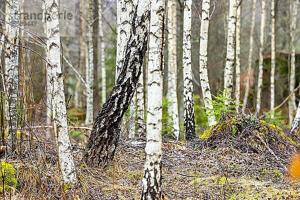 Birkenwald in Südschweden