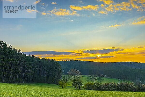 Landschaft mit Wiese und Wald im Sonnenaufgang  Ternitz  Niederösterreich  Österreich  Europa