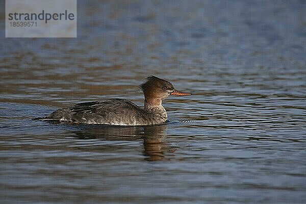 Rotbrustsäger (Mergus serrator)  erwachsener weiblicher Vogel auf einem See  England  Großbritannien  Europa