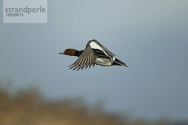 Pfeifente (Mareca penelope)  erwachsene männliche Ente im Flug  Lincolnshire  England  Großbritannien  Europa