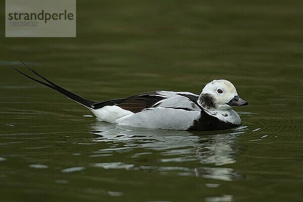 Eisente (Clangula hyemalis)  erwachsener männlicher Vogel auf einem See  England  Großbritannien  Europa