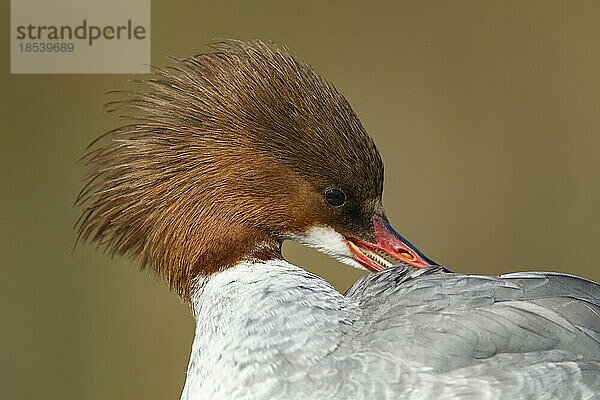 Gänsesäger (Mergus merganser) erwachsener weiblicher Vogel Kopfportrait  England  Großbritannien  Europa