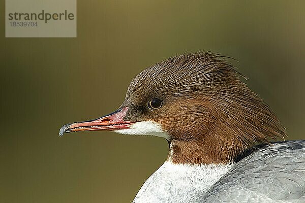 Gänsesäger (Mergus merganser) erwachsener weiblicher Vogel Kopfportrait  England  Großbritannien  Europa