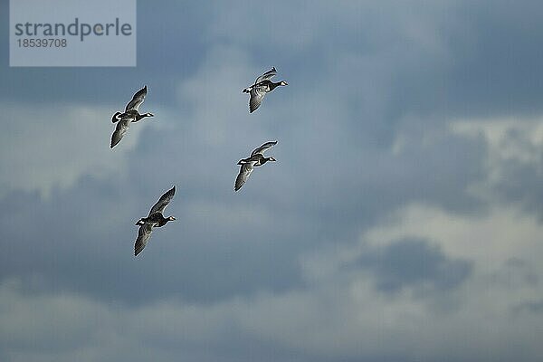 Weißwangengans (Branta leucopsis) vier erwachsene Vögel im Flug  Dumfries  Schottland  Großbritannien  Europa