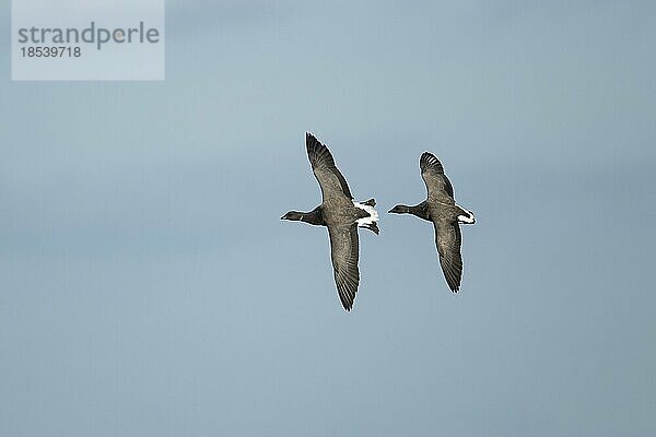 Ringelgans (Branta bernicla) zwei erwachsene Vögel im Flug  Lincolnshire  England  Großbritannien  Europa