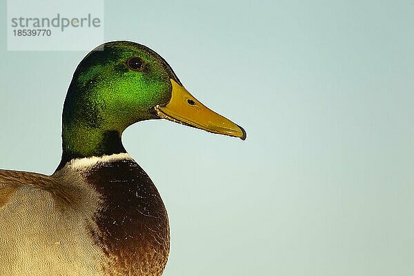 Stockente (Anas platyrhynchos) erwachsener männlicher Vogel Kopfporträt  Norfolk  England  Großbritannien  Europa