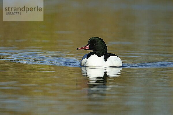 Gänsesäger (Mergus merganser)  erwachsener männlicher Vogel auf einem See  England  Großbritannien  Europa