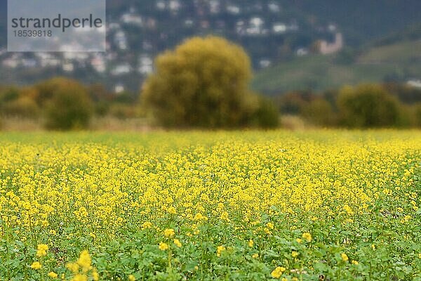 Gelbes Rapsfeld mit Odenwälder Bergen im Hintergrund