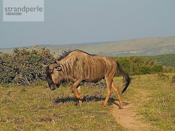 Streifengnu (Connochaetes taurinus) im Addo Elephant National Park  Südafrika