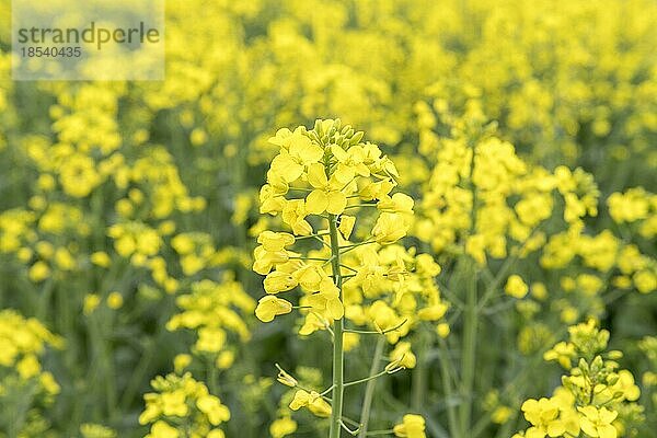 Blühender Raps (Brassica napus)  Baden-Württemberg  Deutschland  Europa