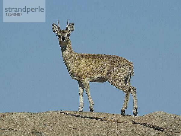 Klippspringer (Oreotragus oreotragus) im Krüger National Park  Südafrika