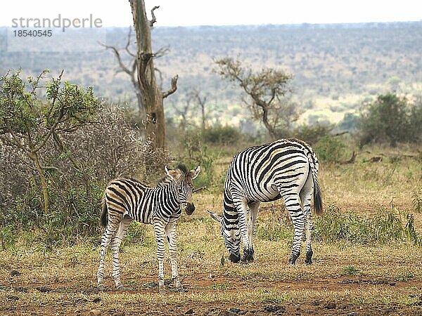 Burchell's Zebra (Equus quagga burchellii) mit Fohlen  Krüger National Park  Südafrika