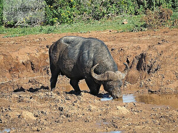 Kaffernbüffel (Syncerus caffer) trinkt an einem Wasserloch im Addo Elephant National Park  Südafrika