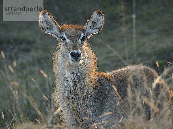 Portrait von Ellipsen-Wasserbock (Kobus ellipsiprymnus)  Krüger National Park  Südafrika