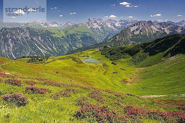 Alpenrosenblüte  Panorama vom Fellhorn über den Schlappoldsee und Bergstation Fellhornbahn zum zentralen Hauptkamm der Allgäuer Alpen  Allgäu  Bayern  Deutschland  Europa