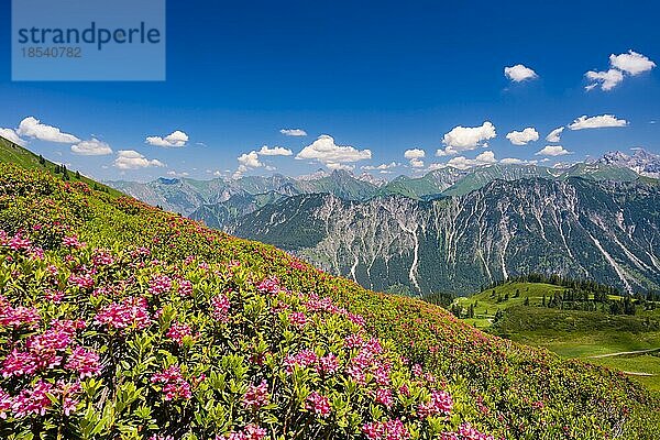 Alpenrosenblüte  Panorama vom Fellhorn  dahinter die Allgäuer Alpen  Allgäu  Bayern  Deutschland  Europa