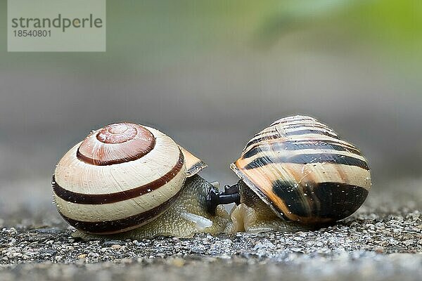 Hain-Bänderschnecke (Cepaea nemoralis)  Kopula  Paarung  Hessen  Deutschland  Europa