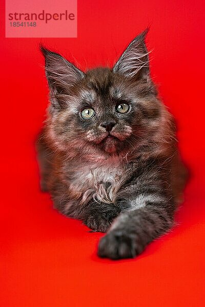 Porträt der weiblichen American Longhair Maine Coon Cat zwei Monate alt auf rotem Hintergrund. Funny Pussy der Farbe schwarzer Rauch liegt und streckt seine Pfote. Ansicht von vorne. Studioaufnahme