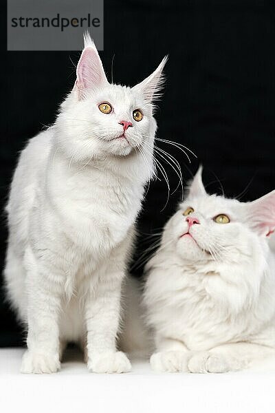 Porträt von zwei Maine Shag Cats. Schöne Studioaufnahme auf schwarzem und weißem Hintergrund. Eine weiße Farbe inländischen Coon Cat sitzt  andere Katze - liegend